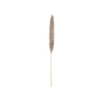 JOLIPA Pampas grass branch, dried natural, 137cm