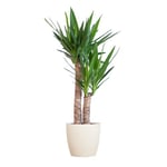 BloomPost Yucca Elephantipes + Pot en fibre blanc - 75-85 cm - Plante d'intérieur - Peu d'entretien - Plante d'intérieur - Facile à cultiver - Plante de bureau à domicile - Parfait pour un air pur