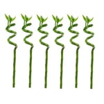 Dracaena sanderiana - Set de 6 - Lucky Bamboo - Hauteur 40-50cm