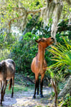 Wild horses graze the lush pastures on Cumberland Island GA