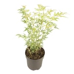 Japansk lönn - Acer palmatum 'Butterfly' - Höjd 35-55cm - ⌀15cm