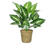 Decoris Everlands Calathea Plante en Plastique Vert Longueur 13 cm Largeur 13 cm Hauteur 42 cm Taille Unique