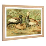 Big Box Art Framed Print of Vintage J.G. Keulemans Florican & MacQueen's Bustard Design | Wall Art Picture| Home Decor for Kitchen, Living Room, Bedroom, Office, Oak, A2 / 24.5x18 Inch / 62x45cm