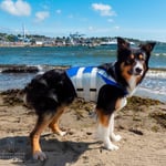 Redningsvest hund | Flytevest