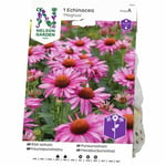 Vårlök Nelson Garden Röd Solhatt Echinacea Magnus Rosa