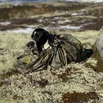 Fjellduken Jervehiet for hund - Fjellkamuflasje, for hunder inntil 40kg