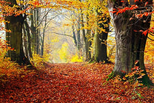 Papier peint photo Papier peint non tissé Motif chemin mystique d'automne, impression numérique avec colle