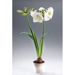 Juleblomster Amaryllis Hvit 1-2-Grenet