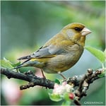 Greenfinch Garden Bird Greeting Sound Card By Really Wild Cards