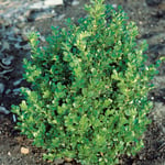 Buske Buxbom Omnia Garden (Buxus Faulkner) 20-30 cm