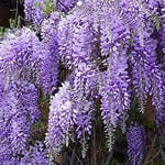 Glycine de Chine 'Prolific' - Wisteria Sinensis 'Prolific'- 50-60 cm en conteneur, une Grimpante d'Élégance et de Parfum