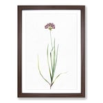Big Box Art Rosy Garlic Flowers by Pierre-Joseph Redoute Framed Wall Art Picture Print Ready to Hang, Walnut A2 (62 x 45 cm)