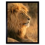 African Lion Sitting in the Sun Jungle King Animal Portrait Photograph Art Print Framed Poster Wall Decor 12x16 inch