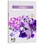 Doftljus Viol (6-Pack) Lila