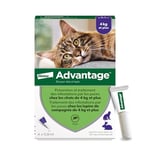 Advantage Chat & Lapin de plus de 4 kg – Pipettes anti puces chat pour prévention des infestations – Traitement anti puces avec protection de 3 à 4 semaines – 4 x 0,8 ml