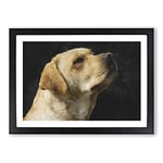 Big Box Art Golden Labrador Dog Vol.1 Painting Framed Wall Art Picture Print Ready to Hang, Black A2 (62 x 45 cm)