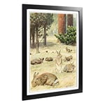 Big Box Art Framed Print of Vintage Karl Ludwig Hartig Wild Rabbits Design | Wall Art Picture | Home Decor for Kitchen, Living Room, Bedroom, Hallway, Black, A2 / 24.5x18 Inch / 62x45cm