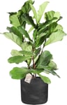 Ficus Lyrata, inkl. sort potte, 1 stk