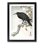 Big Box Art A Crow on The Blossom Tree by Ohara Koson Framed Wall Art Picture Print Ready to Hang, Black A2 (62 x 45 cm)