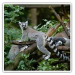 2 x Square Stickers 10 cm - Cool Tailed Lemur Madagascar Cool Gift #12667