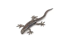 Papo - Figurines à Collectionner - Lézard - 50300 - Animaux des Jardins - pour Enfants - Filles Et Garçons - A Partir de 3 Ans