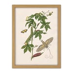 Artery8 Merian Metamorphosis Nature Insects Leaves Painting Artwork Framed Wall Art Print 18X24 Inch