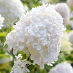 You Garden - 1 x Hydrangea paniculata 'Silver Dollar' in a 9cm Plant Pot White Hydrangea Plants Outdoor Plants for Gardens, Supplied as 1 x Plants Outdoor Garden Ready, Strong White Summer Plants