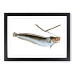 Big Box Art Cod Fish on The Line by Edward Donovan Framed Wall Art Picture Print Ready to Hang, Black A2 (62 x 45 cm)