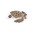 Papo- Tortue caouanne l'univers Marin Animaux Figurine, 56005