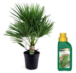 Europeiska Dvärgpalm - Chamaerops humilis - Höjd 70-80cm - ⌀21cm