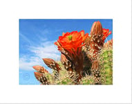 Wee Blue Coo Cactus Cacti Flowers Red Desert Hot Blue Picture Wall Art Print