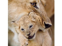 Museums & Galleries Karnet kwadrat z kopertą Lioness and cub