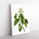 Big Box Art Climbing Hydrangea by Pierre-Joseph Redoute Canvas Wall Art Print Ready to Hang Picture, 76 x 50 cm (30 x 20 Inch), White, Green