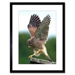 Wee Blue Coo Photo Kestrel Bird Prey Raptor Action Framed Wall Art Print