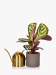 The Little Botanical Medium Gold Watering Can & Calathea