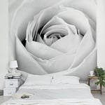 Apalis Papier peint non tissé 95279 - Motif fleur - Motif rose - Carré - Papier peint mural 3D - Pour chambre à coucher, salon, cuisine - Dimensions : 288 x 288 cm - Gris