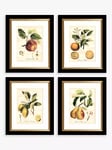 John Lewis 'Tuscan Fruit' Framed Prints & Mounts, Set of 4, 36.5 x 30.5cm, Orange/Multi