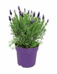 Fjärilslavendel lat. Lavandula stoechas