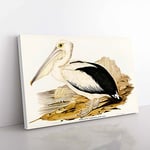 Big Box Art Australian Pelican by Elizabeth Gould Canvas Wall Art Print Ready to Hang Picture, 76 x 50 cm (30 x 20 Inch), White, Gold, Black, Cream