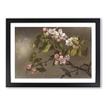 Big Box Art Apple Blossom by Martin Johnson Heade Framed Wall Art Picture Print Ready to Hang, Black A2 (62 x 45 cm)