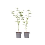 Japansk lönn - Set om 2 - Acer palmatum 'Ukigumo' - Höjd 35-55cm - ⌀15cm