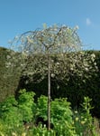 Silverpäron 'Pendula' Stamhöjd 60cm 1-p