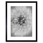 Wee Blue Coo Black White Dandelion Seed Art Framed Wall Art Print