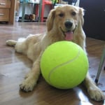 Jouet De Basketball Pour Animaux De Compagnie - Jouet De Balle De Football - Jouet Solide, Tennis, As Tennis - Tennis