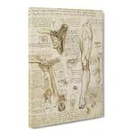 Human Anatomy Vol.7 By Leonardo Da Vinci Classic Painting Canvas Wall Art Print Ready to Hang, Framed Picture for Living Room Bedroom Home Office Décor, 30x20 Inch (76x50 cm)