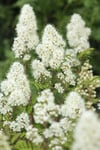 Liten rönnspirea 'Maia' E CO 10-p