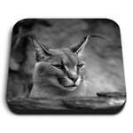 Square MDF Magnets - BW - Caracal African Lynx Cat  #38979