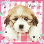 Peep-po! Shih Tzu Puppy Dog Flowers Pink Birthday Card silver foil blank inside