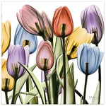 Empire Art Direct Tulipe Scape X-Ray II Fleur murale sur panneau en verre trempé sans cadre Prêt à accrocher pour salon, chambre à coucher et bureau 61 x 61 x 0,5 cm