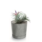 Botle Pot De Fleur Rond Gris Clair Plastique Beton Effect Cache Pot 10,9 Cm Decoratif Bac A Plantes Avec Soucoupe Fleurs